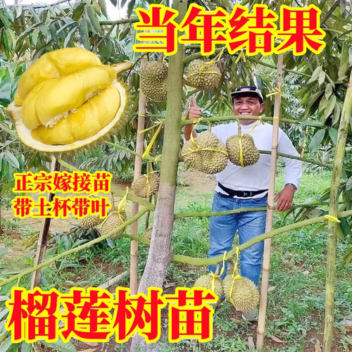 榴莲苗当年结果嫁接苗带土带叶
