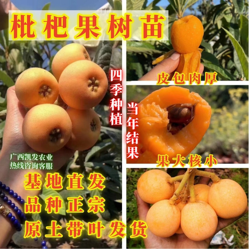 新品种琵琶嫁接苗大五星枇杷果树