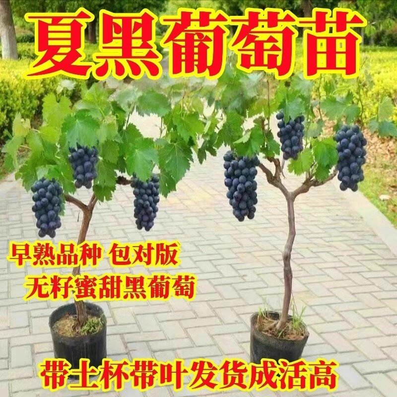 夏黑早熟无籽香甜葡萄苗带土带叶