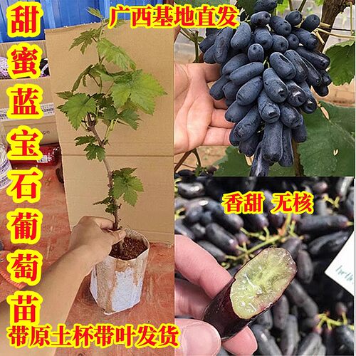 蓝宝石葡萄苗爬藤无籽清甜树苗