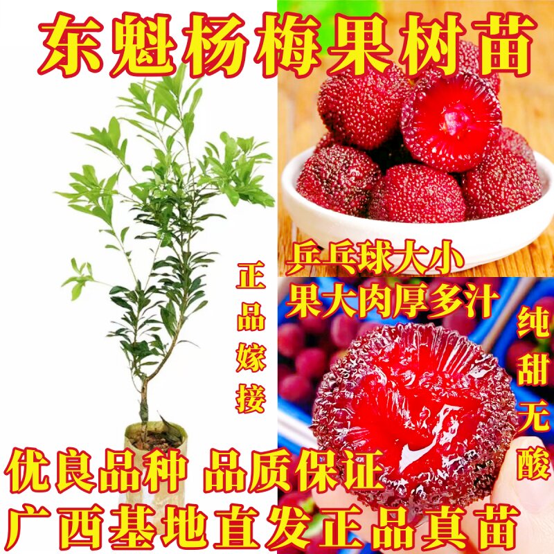 杨梅果树正宗大果东魁杨梅嫁接果树苗盆栽地栽带土带叶当年结果苗