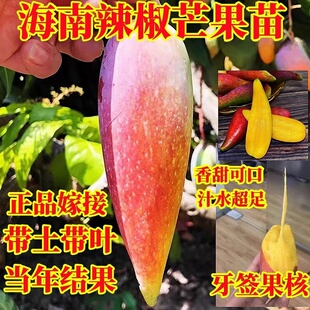 海南辣椒芒果嫁接苗核小蜜甜带土带叶当年结果盆栽地栽芒果树苗