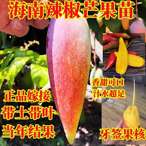 辣椒芒嫁接树苗带土带叶当年结果