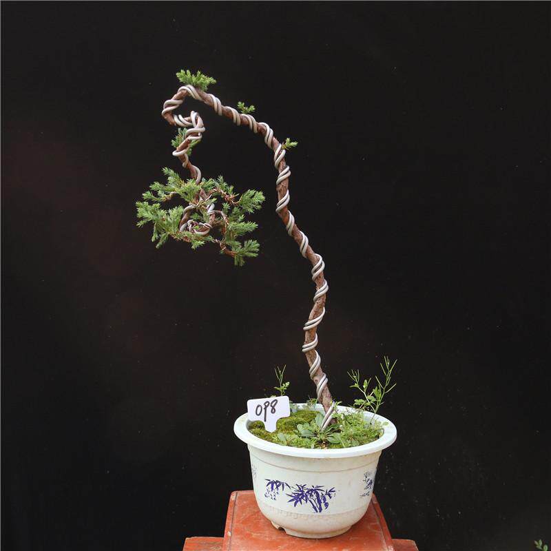文人地柏盆景 迎客松树地柏悬崖式盆景 办公桌阳台窗台造型盆景