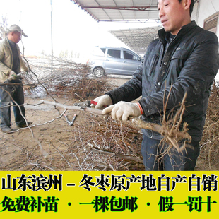 脱毒冬枣苗山东沾化大枣树苗新品 种果苗南北方种植果苗果树苗