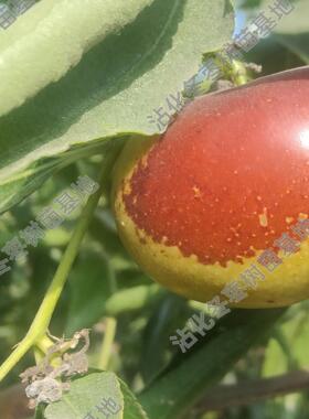 油蟠粹枣二代蟠枣鲁蟠一号树苗南北方盆栽地栽甜脆多汁新品种蟠枣