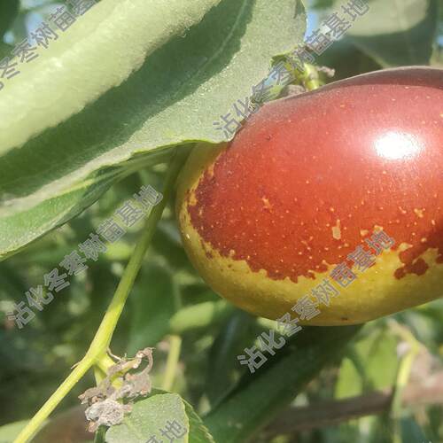 油蟠粹枣二代蟠枣鲁蟠一号树苗南北方盆栽地栽甜脆多汁新品种蟠枣