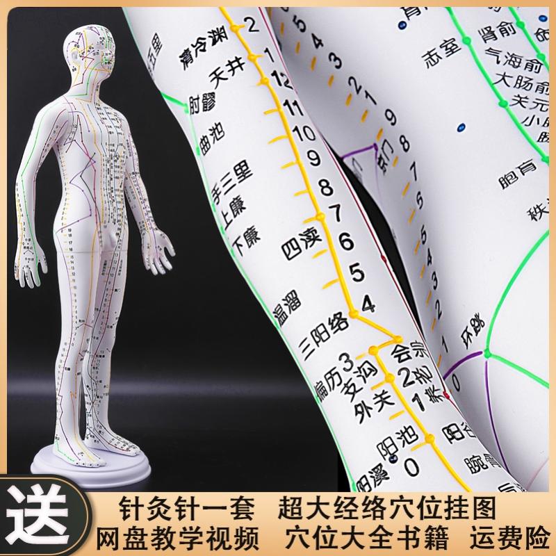 针灸穴位人体模型可扎针经络高清真人小儿推拿素描十二小皮人身体