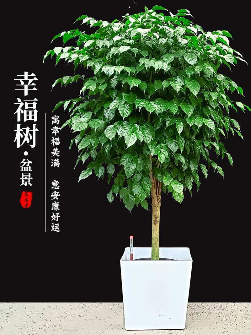 客厅放的大棵绿植落地式室内大盆栽好养吸甲醛适合摆放的旺宅大型