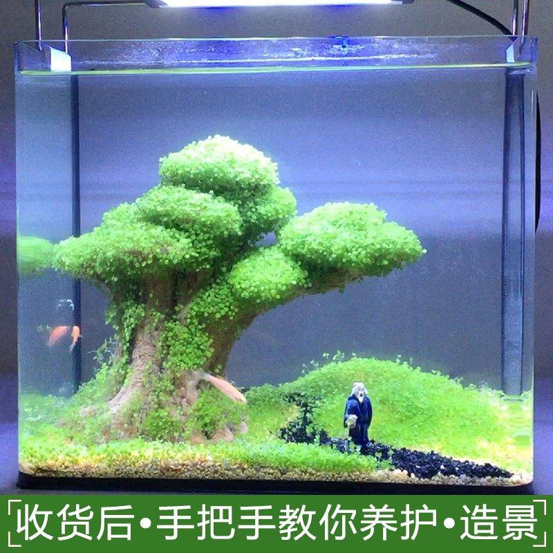 鱼缸造景装饰套餐水草假山大号天然小石头草缸水族箱布景景和摆件