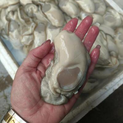 乳山牡蛎肉 活蚝生蚝肉 原浆新鲜牡蛎肉海蛎子肉去壳生蚝包邮