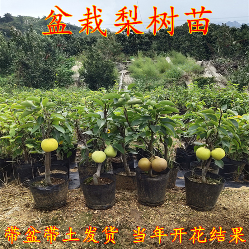 梨树苗梨苗嫁接庭院果树苗黄金梨地栽盆栽苗南方北方种植当年结果|msdalam kategori penghantaran bunga/bunga simulasi/tumbuhan berkebun, 花园植物/行道树/果树, 果树 - dari Buy2taobao.com untuk memberikan perkhidmatan ejen Taobao profesional membeli