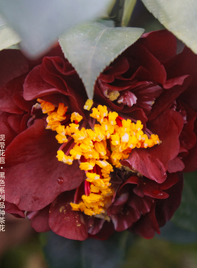 黑红色名贵品种茶花系列午夜魔幻龙岩茶花卉盆栽阳台花园好养植物