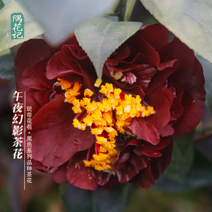 黑红色名贵品种茶花系列午夜魔幻龙岩茶花卉盆栽阳台花园好养植物