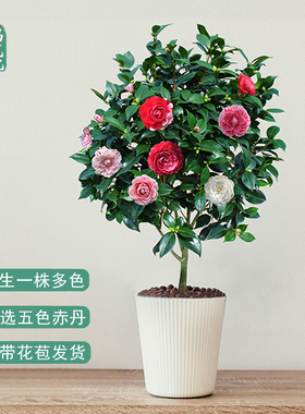 五色赤丹茶花卉盆栽名贵开多色带花苞庭院树苗绿植物室内客厅好养