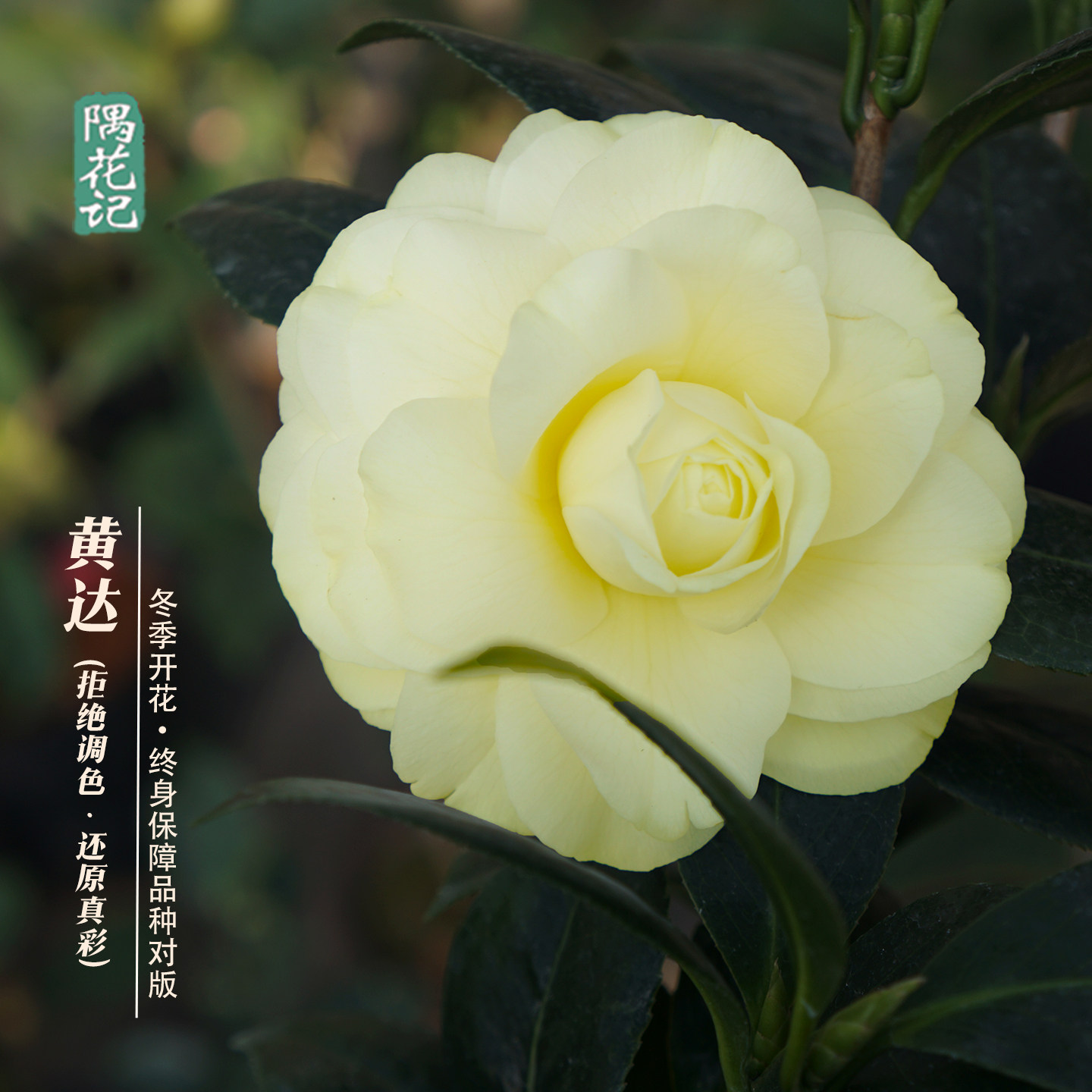 冬季开花，稀有淡黄色茶花