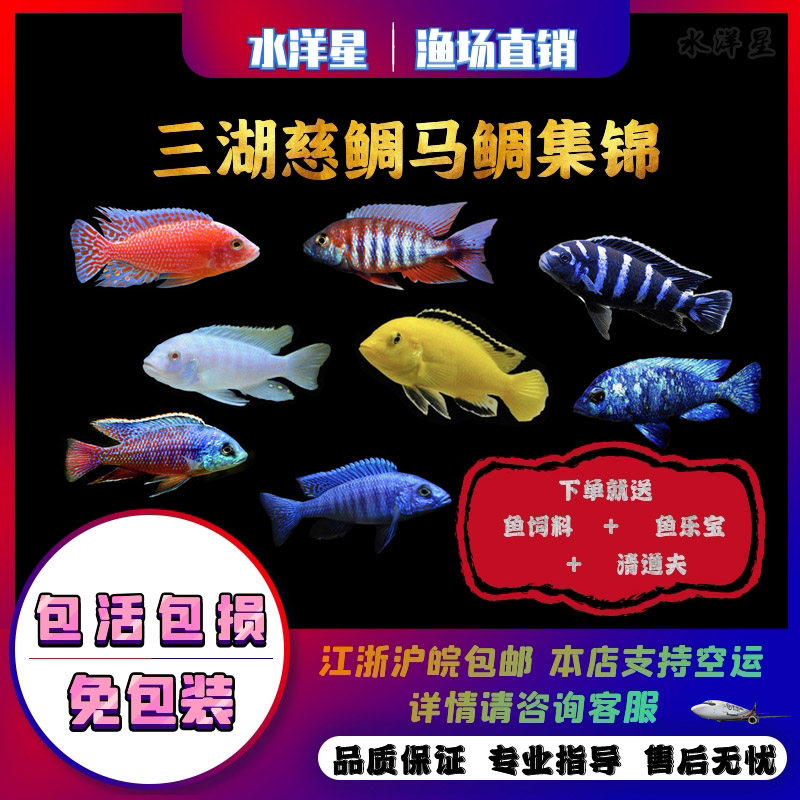 中型观赏鱼百科图片 饲养繁殖 雌雄鉴别 Sbike