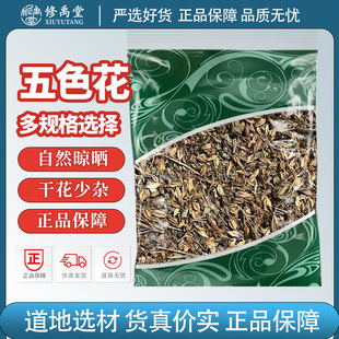 五色花中药材正品五色梅马缨丹刺儿花红彩花头晕花