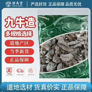 九牛造中药材别名五朵云九牛七翻天印