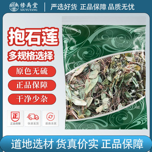 抱石莲中药材正品新货宝石连抱树莲瓜子菜金星鱼鳖草