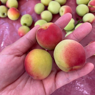 2025年 遇梅缘 新鲜青梅  白粉梅 粉梅 胭脂红梅 精品包装