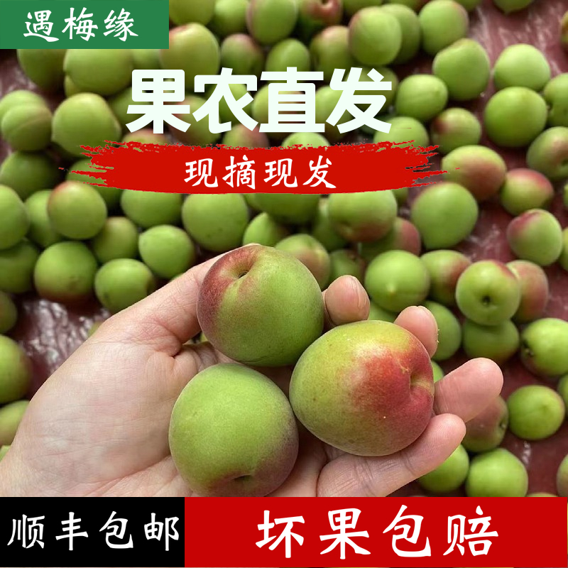 高山青竹梅鲜果诏安胭脂梅新鲜现摘泡酒胭脂梅酵素5斤鲜梅子水果