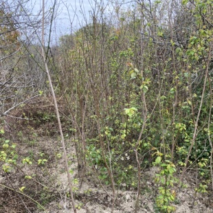 诏安红星青梅苗 3-8年苗 胭脂红梅 白粉梅 青竹梅 大梅