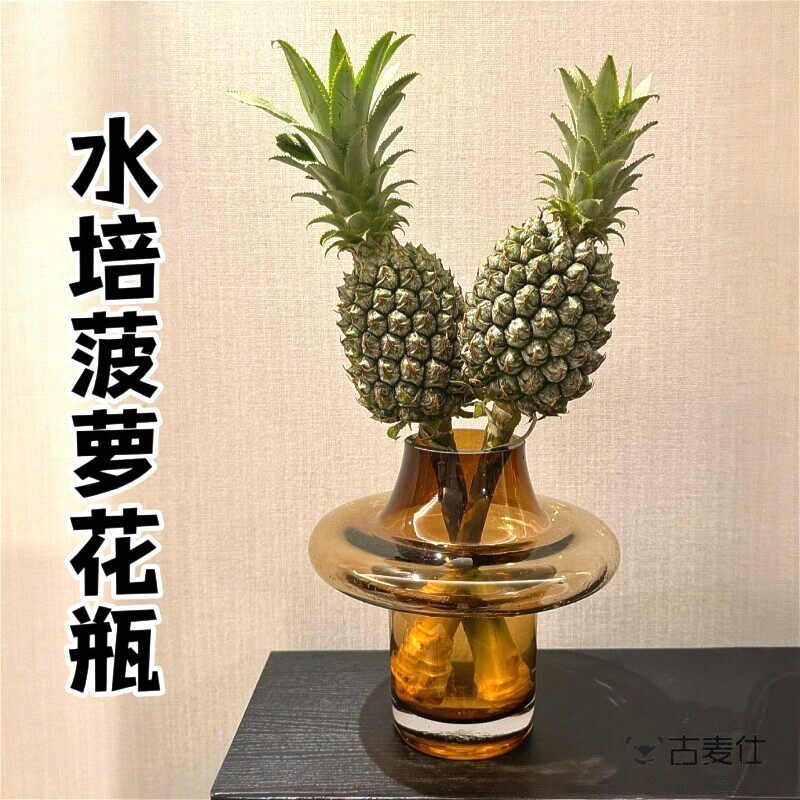 水培菠萝花瓶高级感繁花中古艺术插花玻璃容器摆件动感光菠黑凤梨