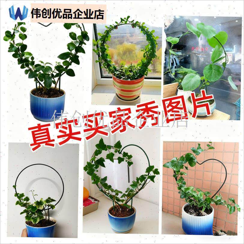 室内铁艺圆形心i形雪莹山乌龟甲龙蝴蝶兰造型花架爬藤架子植物支,