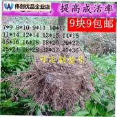 营养袋树苗袋免脱袋大量现货 可降解l环保型不织布育苗袋 包邮 9.9