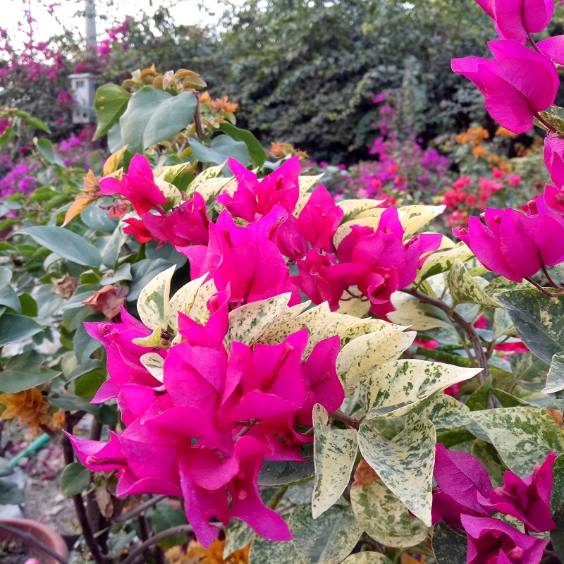 勤花品种三角梅四季开花