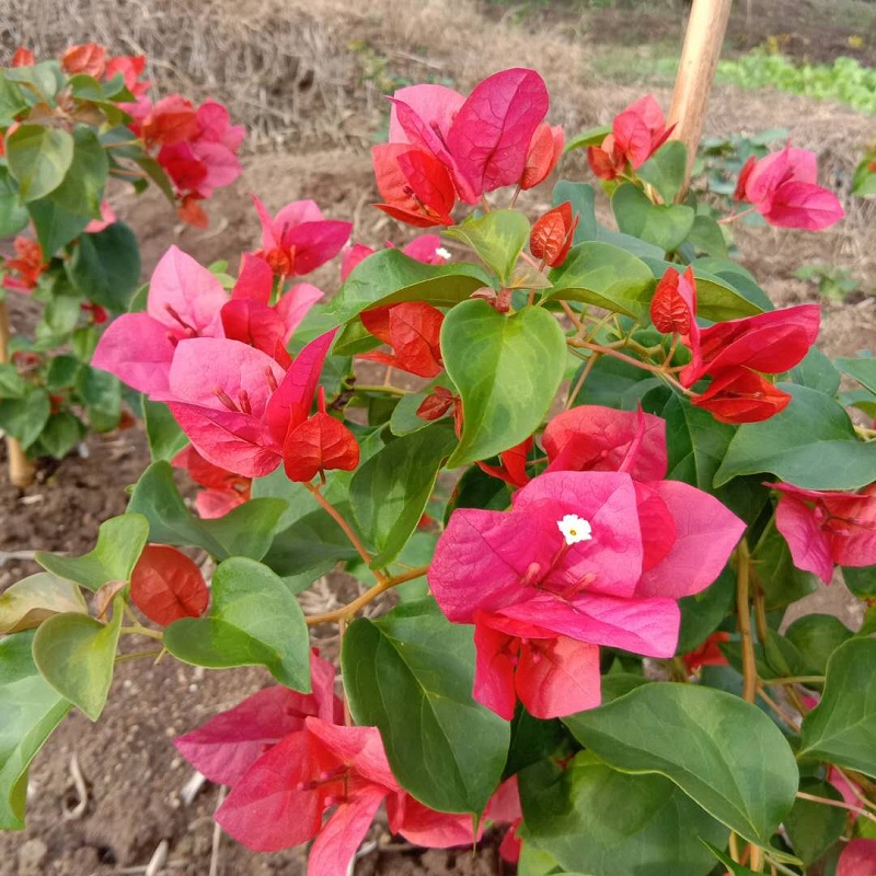 勤花品种三角梅四季开花