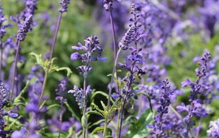 薰衣草纯露抗菌消毒修复平复情绪舒缓刺激平和肤敏婴儿可用