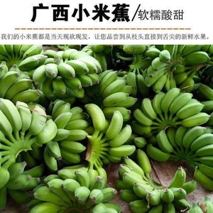 青蕉Small banana现发小米蕉现小米广西香蕉摘