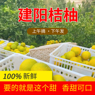 新鲜当应季水果建阳桔柚甜橘柚水果黄心薄皮小桔子柚子含纸箱10斤