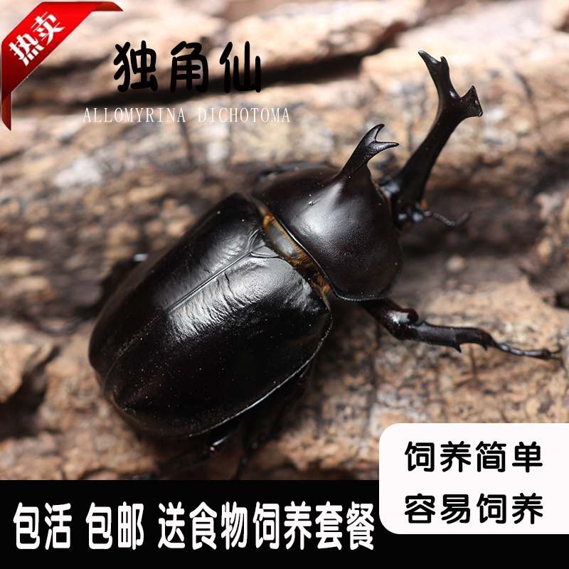 独角仙成虫甲虫活体2025年独角仙大兜虫锹甲花金龟热门个性宠物