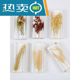 花朵树叶植物标本树脂天然摆件幼儿教学套装纽扣局+名称介绍