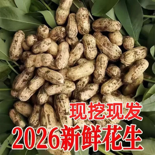 2026年新鲜湿花生现挖现发带壳