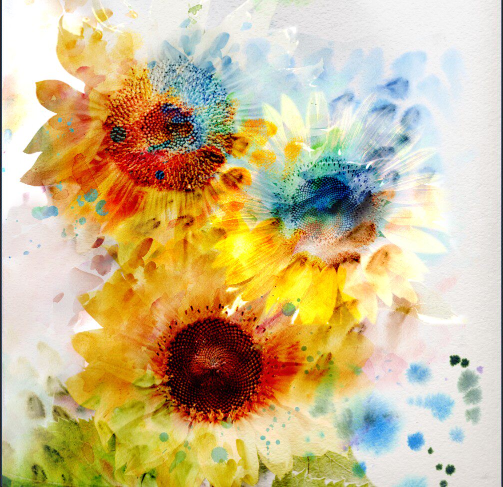 大尺寸高清分辨率设计素材 向日葵花朵 手绘水彩k6-85