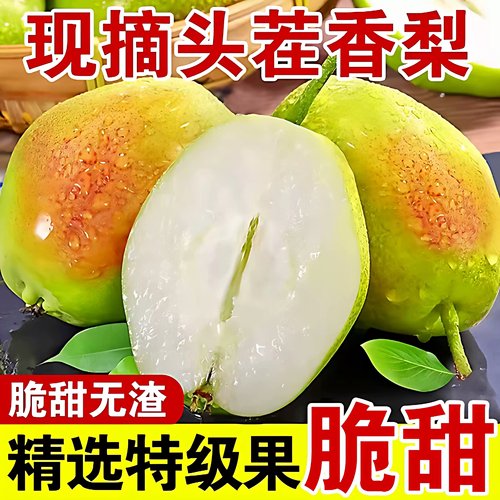 正宗山西红香酥梨当季现摘