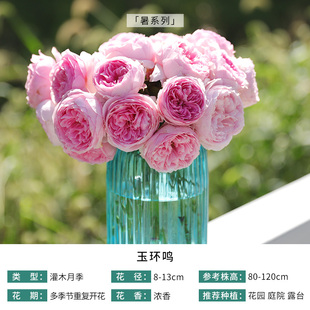 玉环鸣 自育月季玫瑰 大花浓香耐热灌木月季