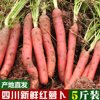 新鲜胡萝卜当季蔬菜四川沙地脆甜红萝卜水果萝卜农家种植现挖包邮