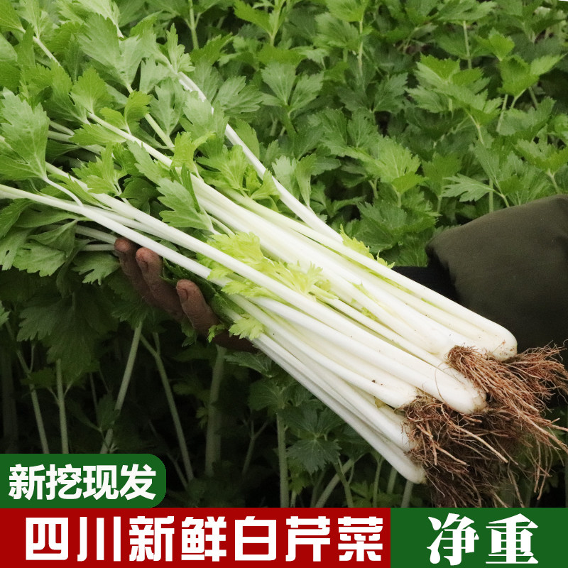 四川白芹菜新鲜香芹农家自种应季蔬菜水芹菜现挖现发1/3/5斤包邮,水产肉类/新鲜蔬果/熟食,其它,淘宝优惠券,粉丝福利购,淘宝优惠卷