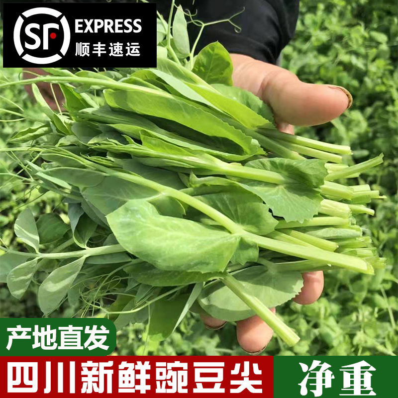 豌豆尖豌豆苗四川豌豆尖