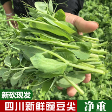 四川豌豆尖新鲜蔬菜现摘现发豌豆苗碗豆菜火锅菜露天龙须菜5斤