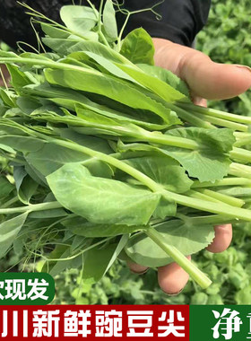 四川省新鲜豌豆尖生鲜应季时令