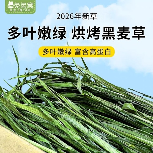 精选烘烤500g多叶高蛋白黑麦草