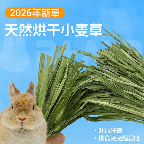 小麦草干草牧草兔子龙猫荷兰猪