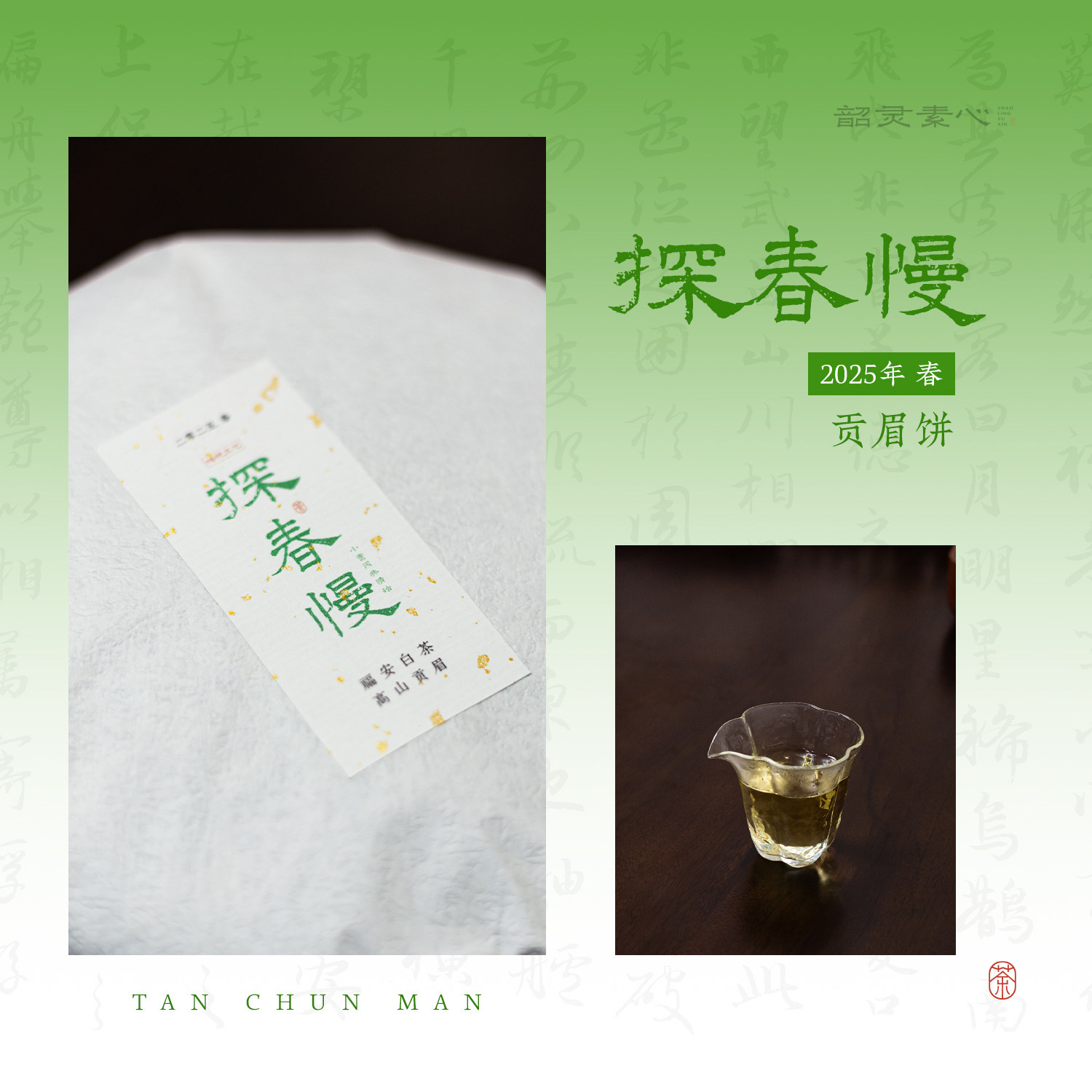 新贡眉饼【探春慢】2025春 福安高山白茶 自然萎凋 清润甘醇 300g