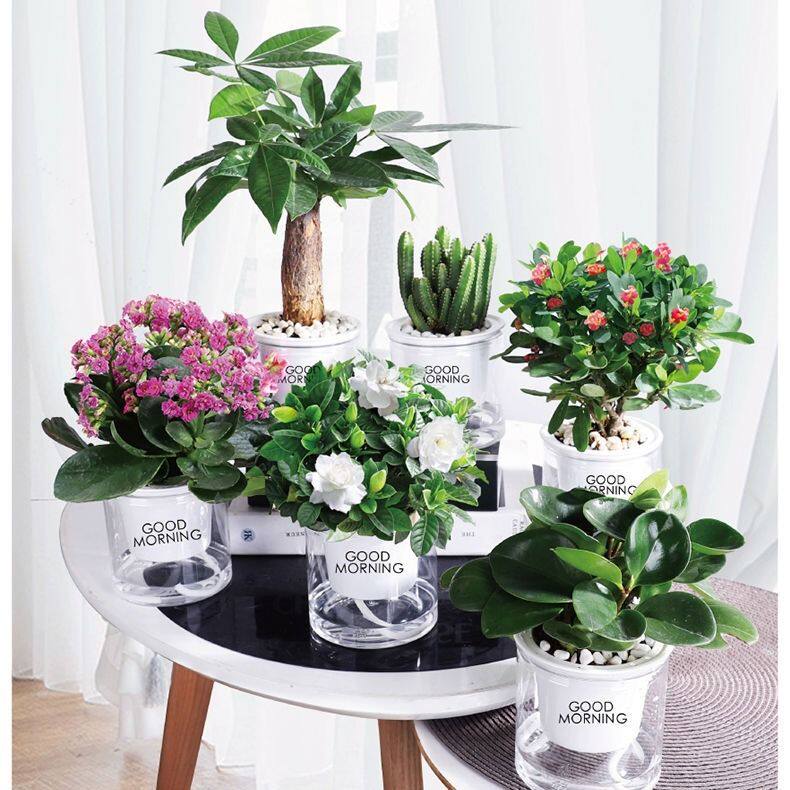 水养大盆植物室内水培花四季客厅卧室无土栽培花卉餐桌绿植桌面